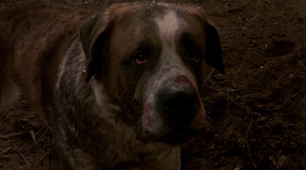 Кадр из фильма «Куджо» (1983)