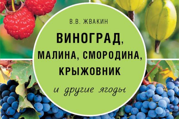 Виноград иркутск. Виноград и смородина совместимость. Виноград и малина совместимость.