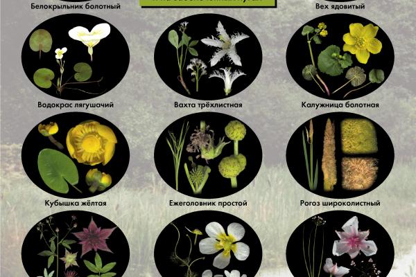 Определитель болезни растений по фото онлайн
